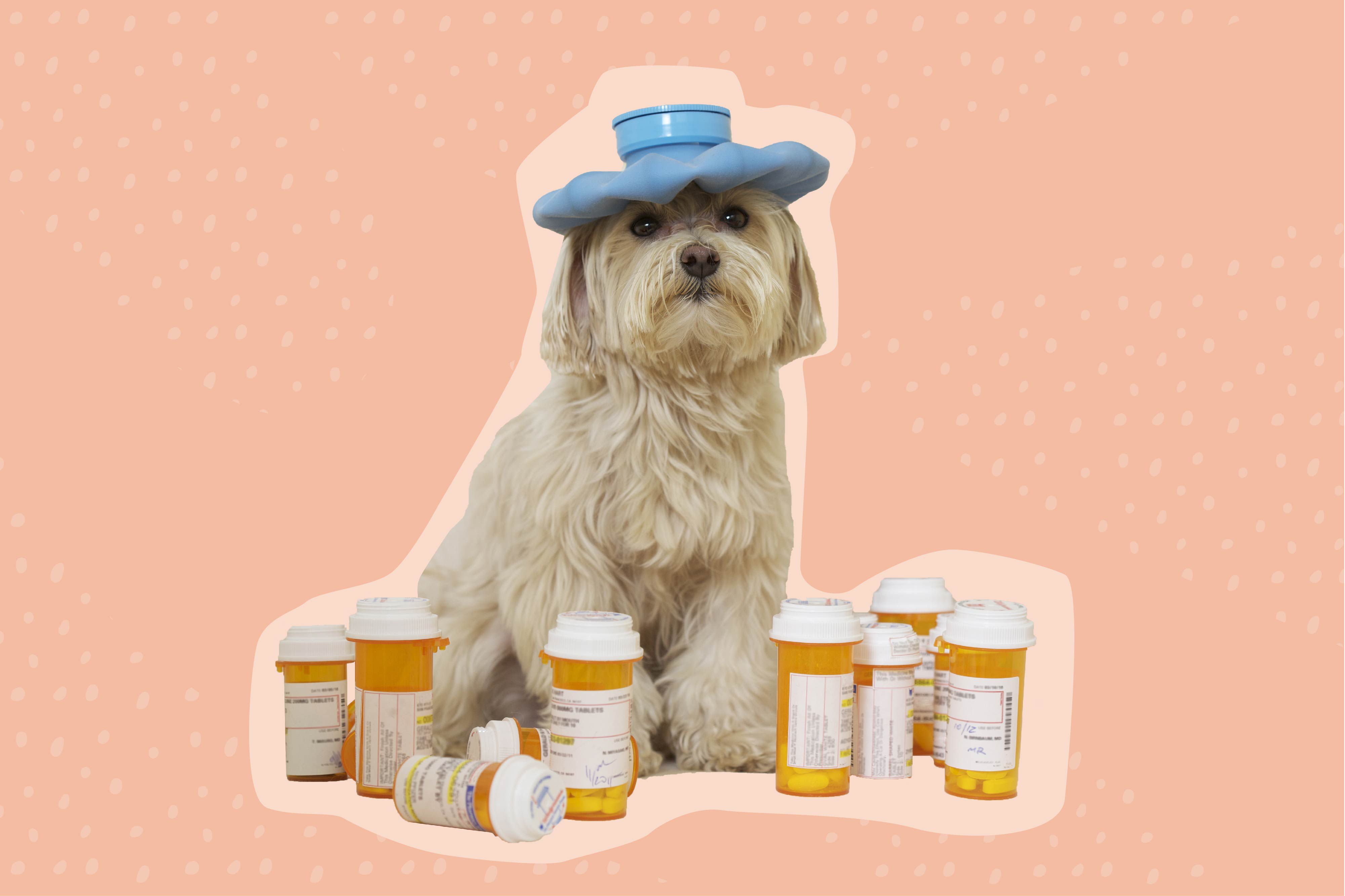 Pet care and veterinary medications